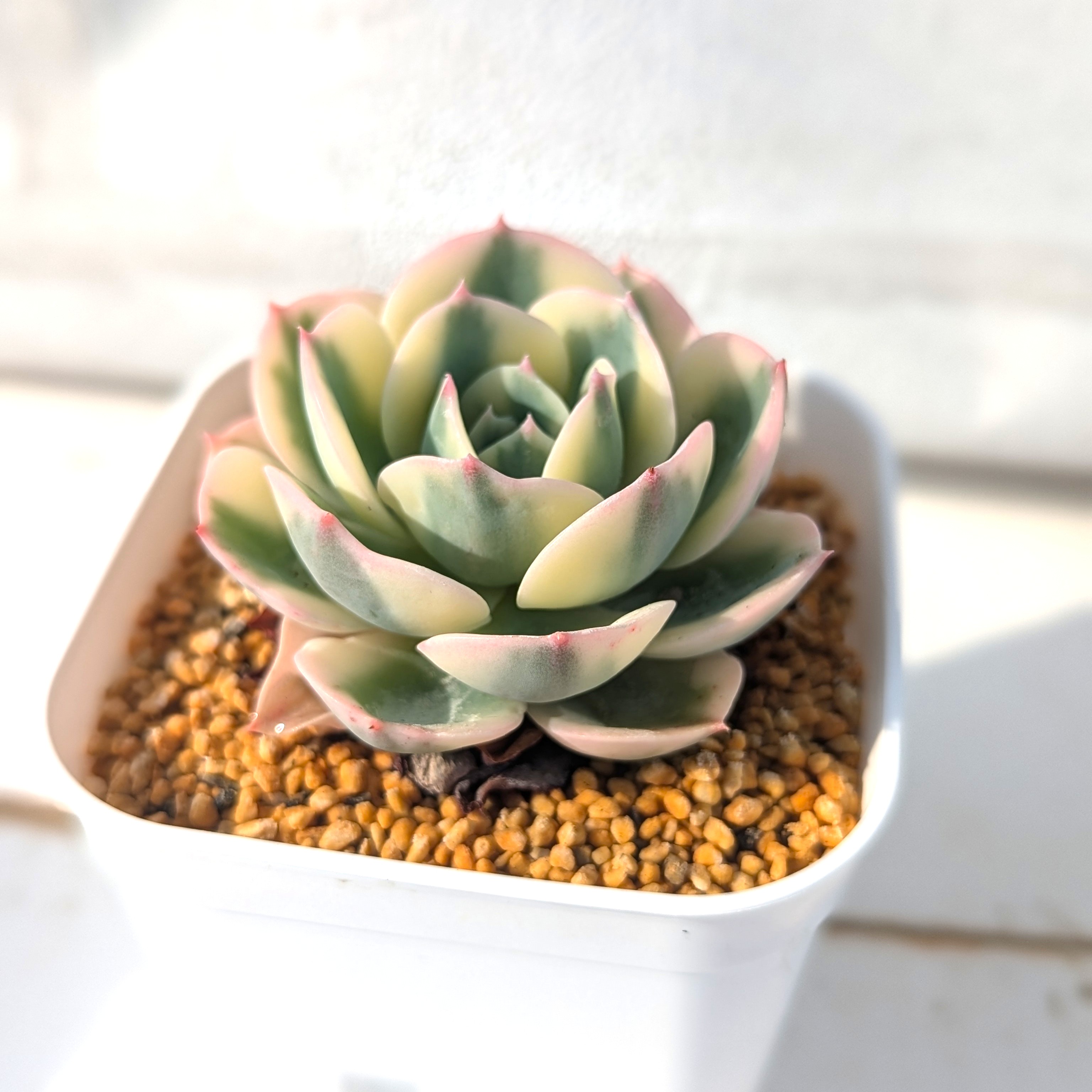 Echeveria(ルノーディーン)
