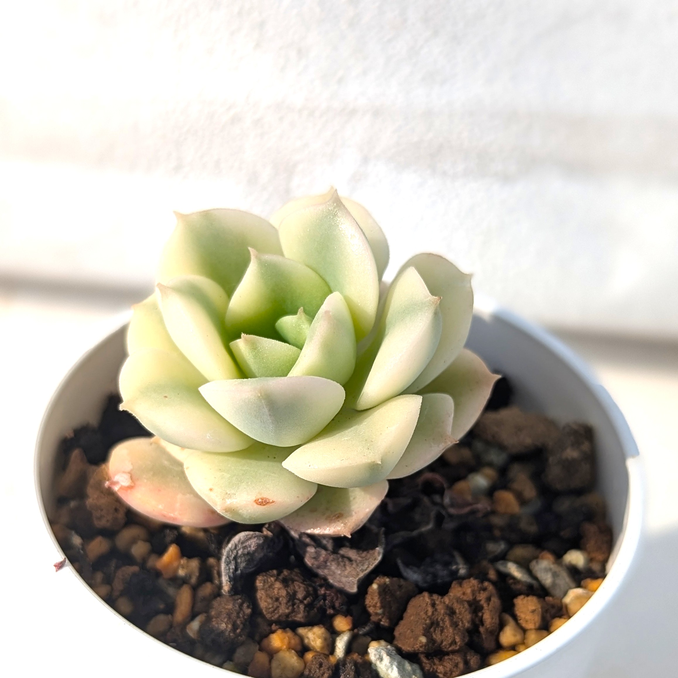 Echeveria(ニクサーナ錦)