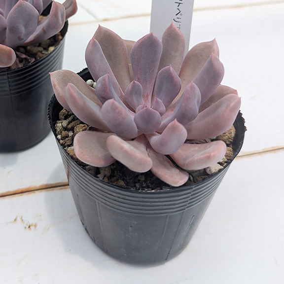 Echeveria(トップシーデビー)