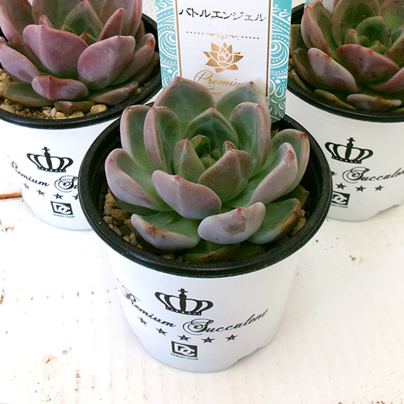 Echeveria (バトルエンジェル)