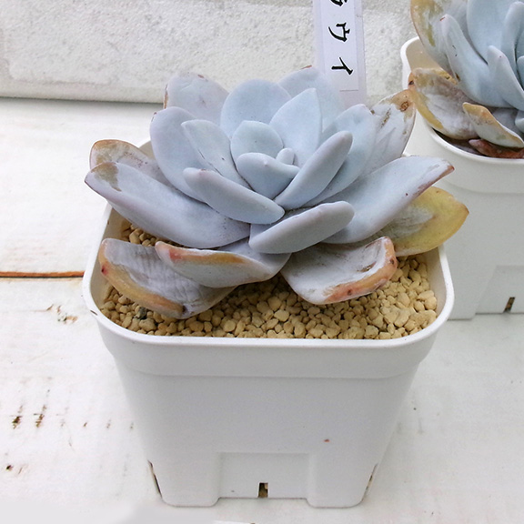 Echeveria (ラウイ)