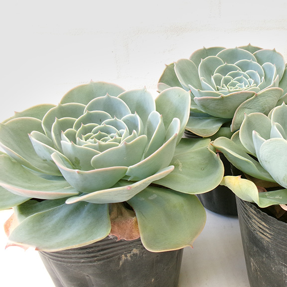 Echeveria (七福神)