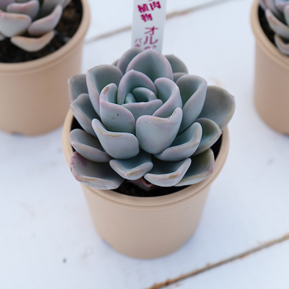 Echeveria (オルペット)