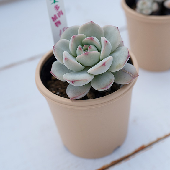 Echeveria（バニラビズ）