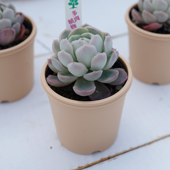 Echeveria （ゴールデンローズ）