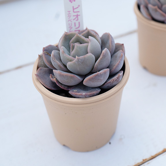 Echeveria（ピオリス）